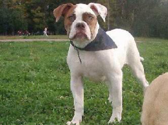 АЛЛАНО ДИ ЛАЙЛА